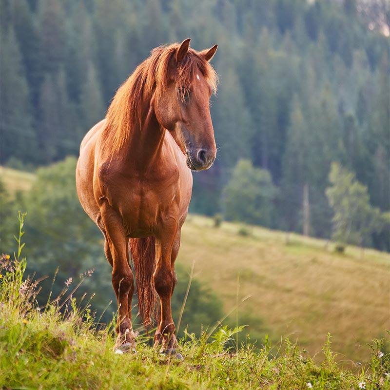 The Gut-Brain Axis in Horses: How Diet Shapes Behaviour and Brain Chemistry