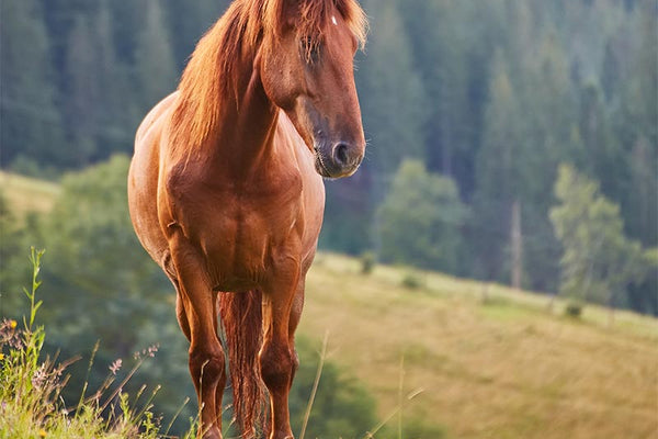The Gut-Brain Axis in Horses: How Diet Shapes Behaviour and Brain Chemistry