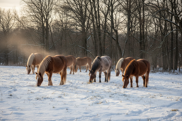 Supporting Gut Health After Worming or Antibiotic Use