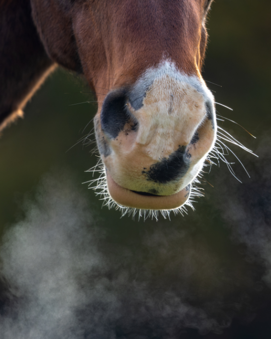 The Life Changing Story Behind our Respiratory Supplement UltraAir