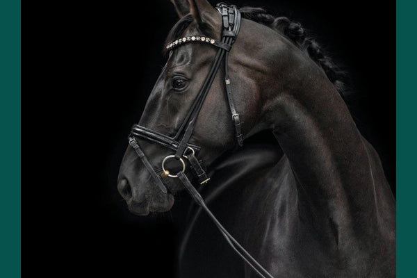 Horse Respiratory Health – Breathe Better for Peak Performance
