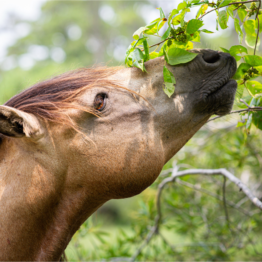 Why Horses Don’t Eat Percentages