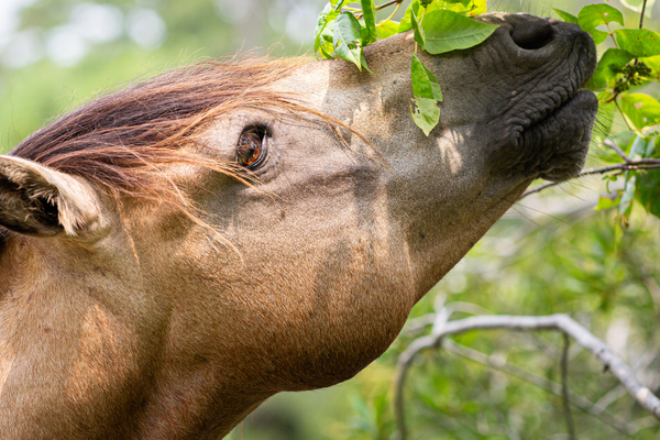 Why Horses Don’t Eat Percentages