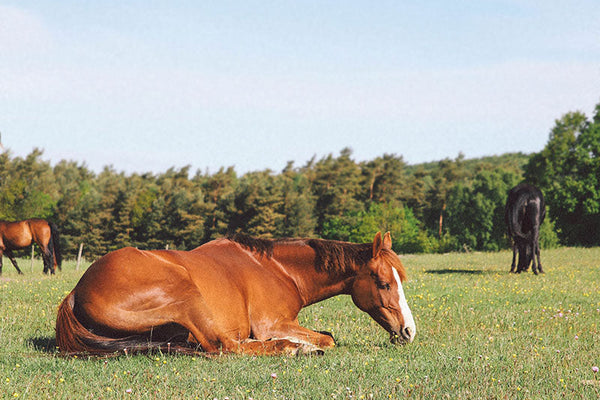 Spring Grass, Restricted Grazing & Gut Health: What Every Owner Needs to Know
