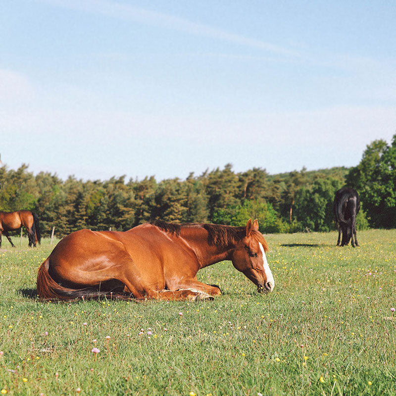 Spring Grass, Restricted Grazing & Gut Health: What Every Owner Needs to Know