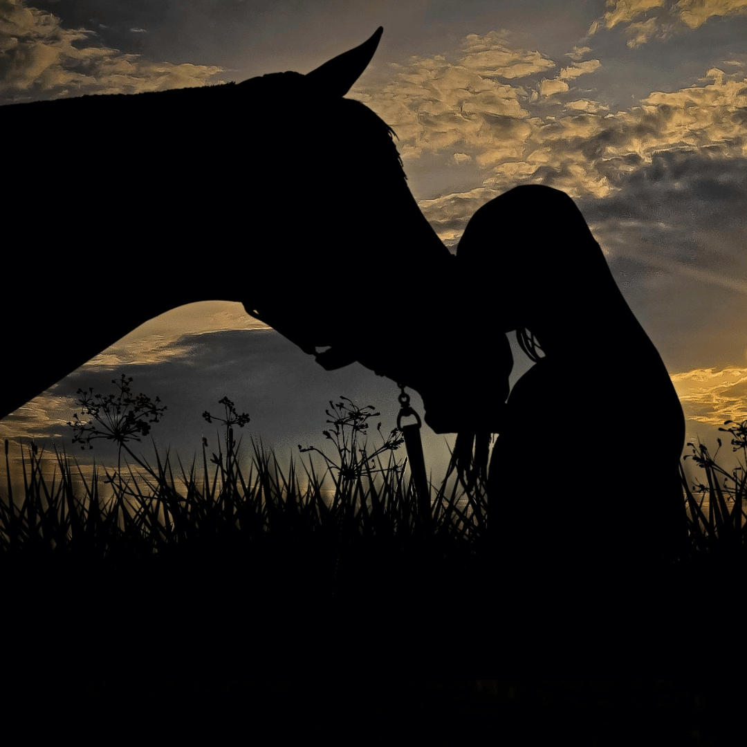 Horse gut health article image showing digestive system and microbiome balance linked to consistent feeding and routine