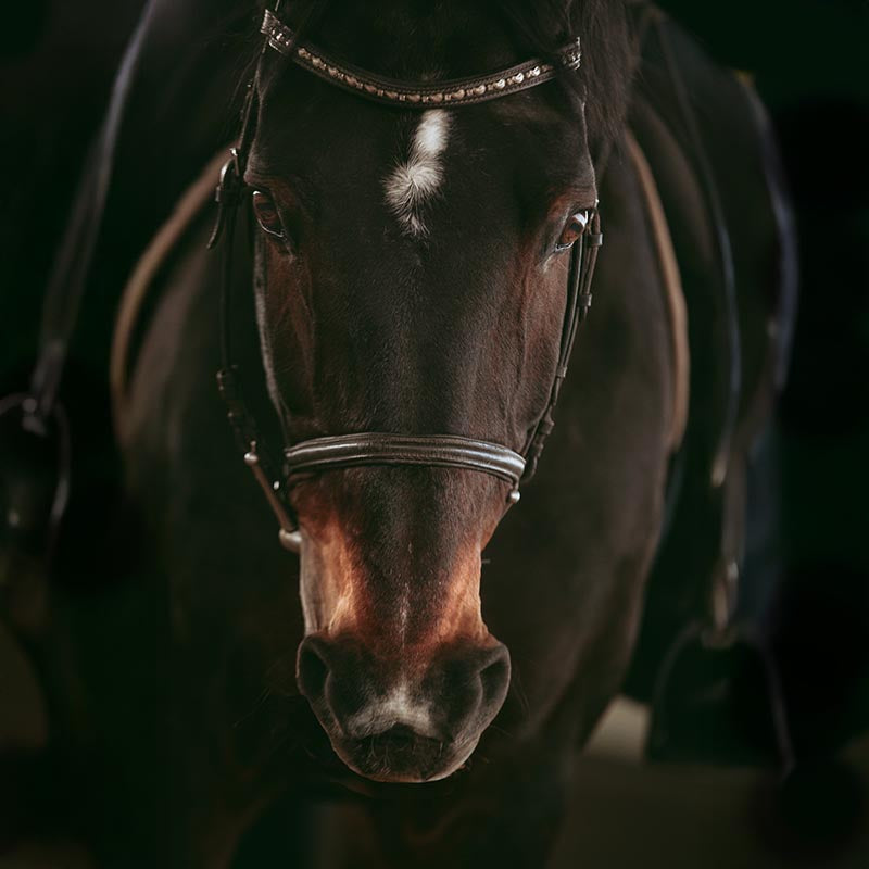 Horse Calmers That Work - Do they exist?