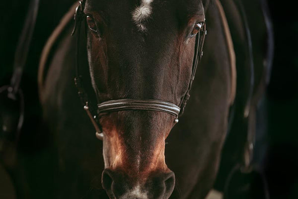 Horse Calmers That Work - What Actually Helps a Stressed Horse