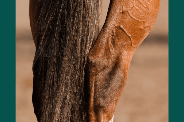 Finding the Best Equine Joint Supplement for your Horse
