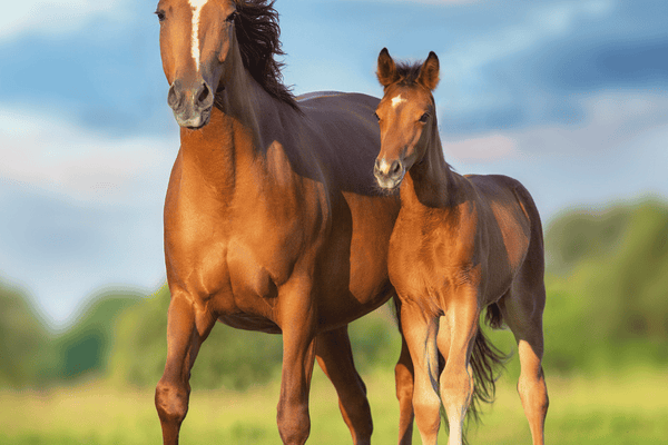 Gut Microbiome & Performance in Horses: What Research Shows