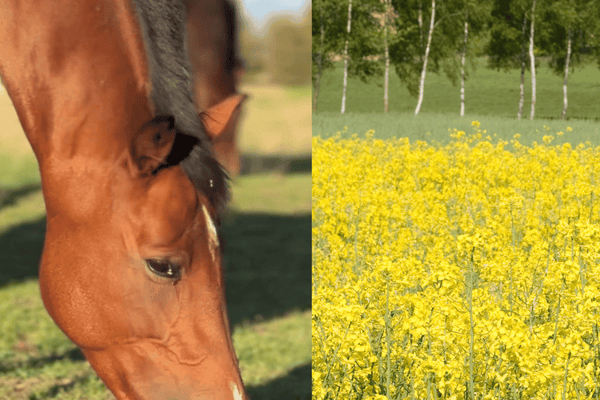 Is Oilseed Rape Bad for Horses?
