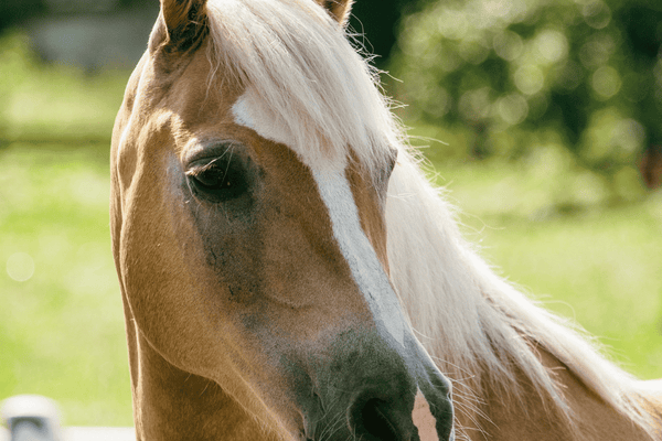 Do Horses Need Probiotic Yeast in a Gut Balancer? Prebiotics Explained