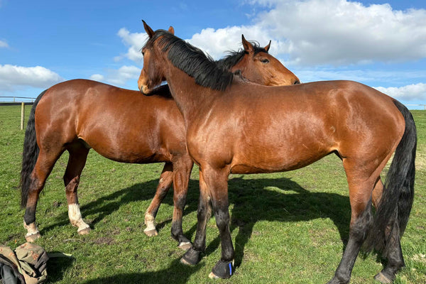 Hot Weather Horse Care Essentials: Keeping Your Horse Healthy, Hydrated & Comfortable