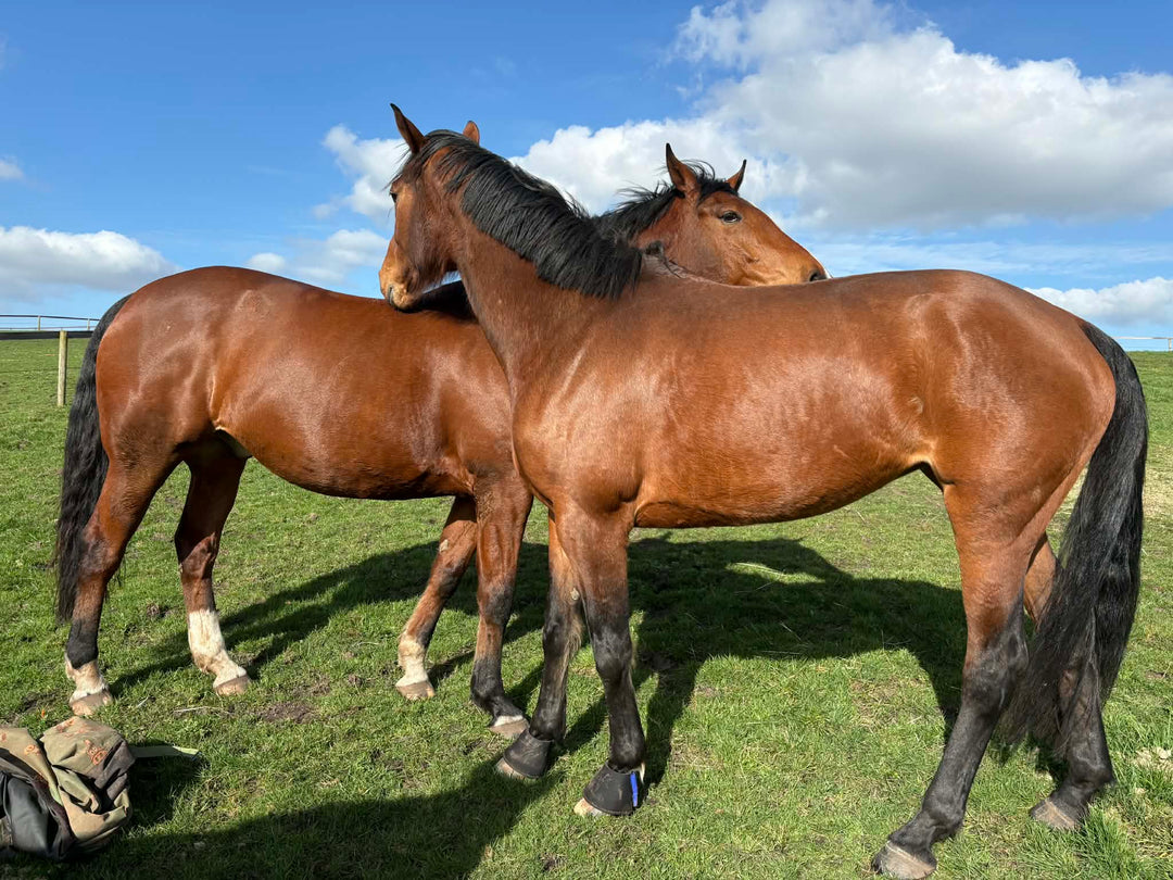 Hot Weather Horse Care Essentials: Keeping Your Horse Healthy, Hydrated & Comfortable