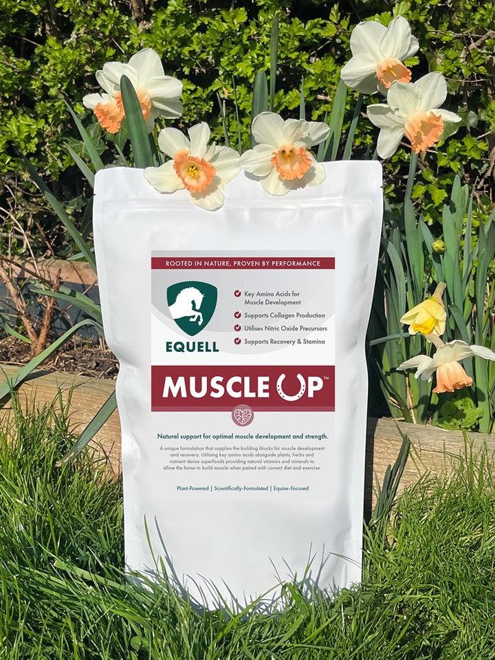 Muscle Up